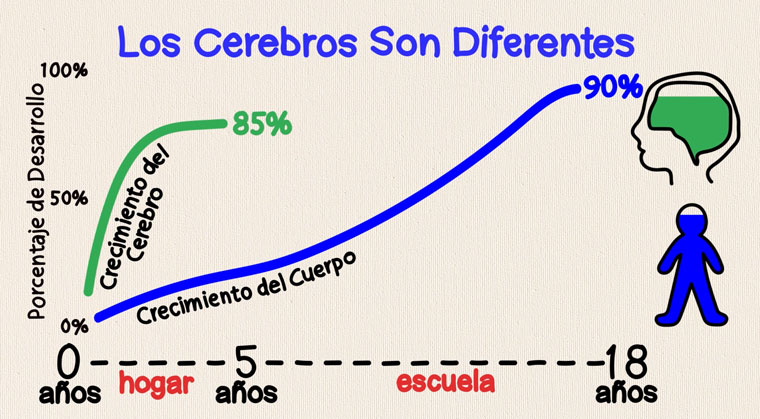 Los cerebros son diferentes